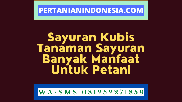Sayuran Kubis Tanaman Sayuran Banyak Manfaat Untuk Petani